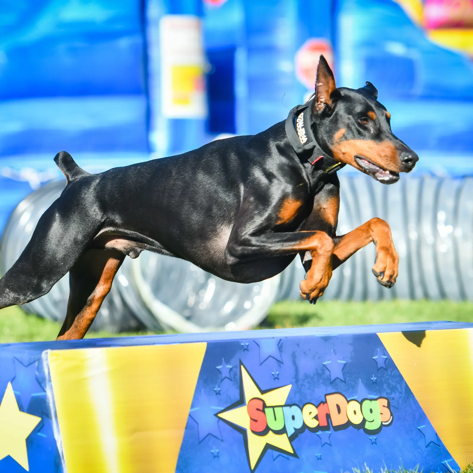 pet show