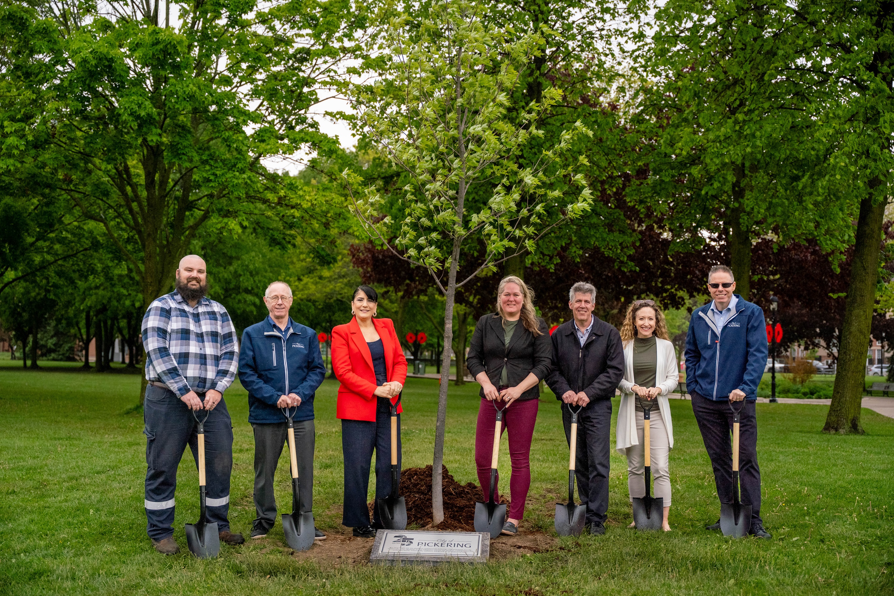 Silver Maple Tree Planting, June 2025, City Staff