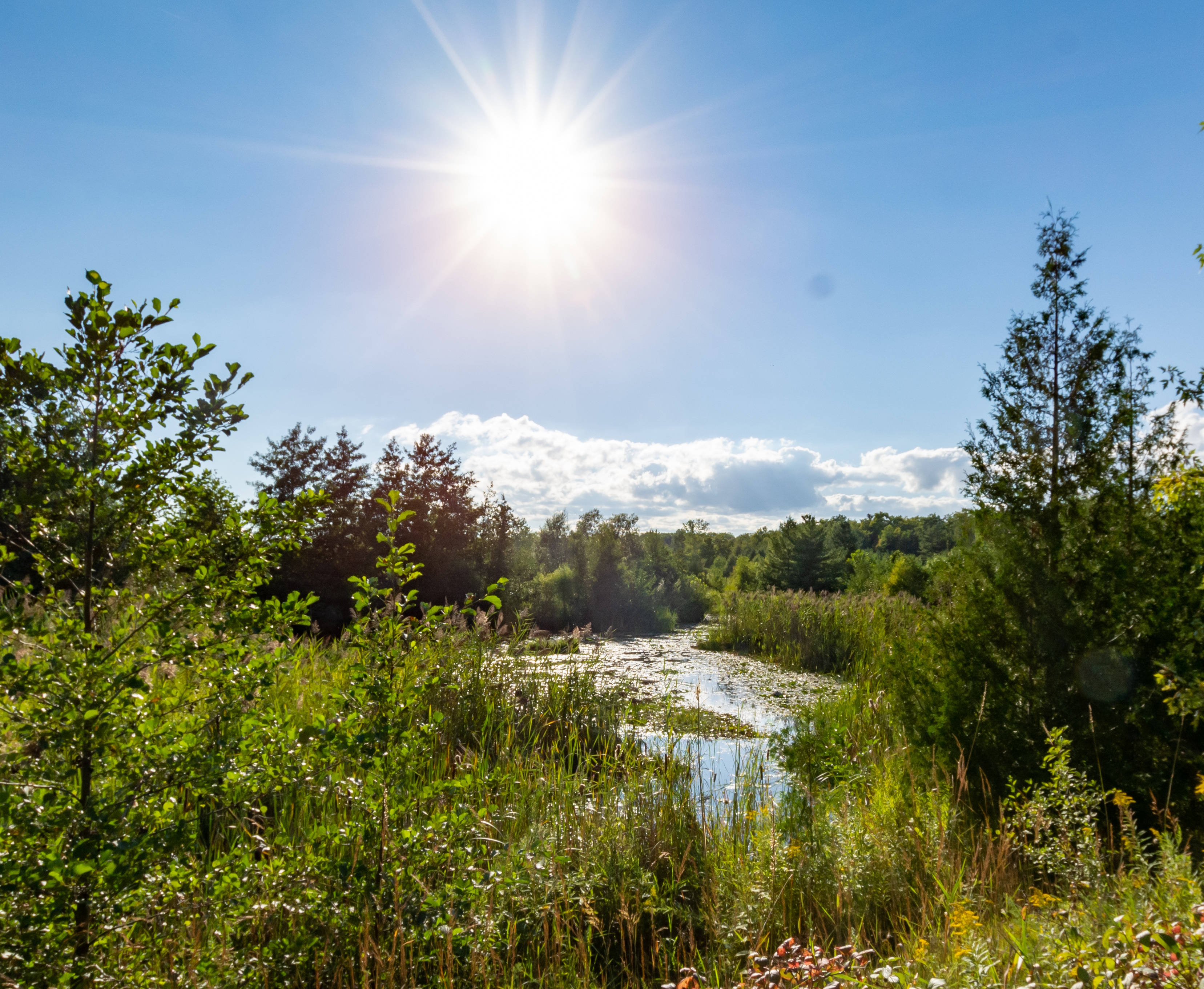 Beare Wetlands